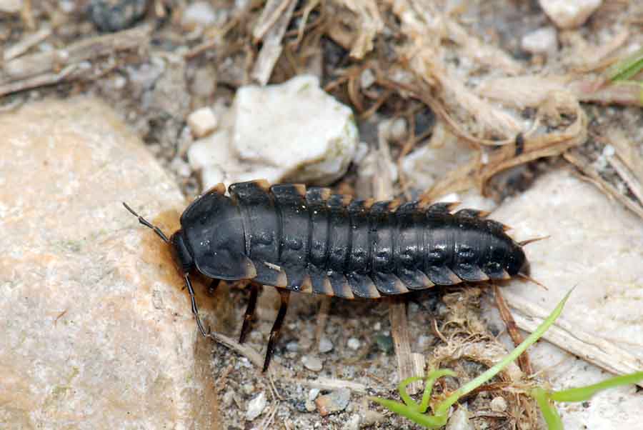 Probabile larva di Oiceoptoma thoracica (Silphidae)